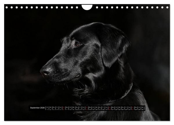 Produktbild: Flatcoated Retriever Black Edition (Wandkalender 2026 DIN A4 quer), CALVENDO Monatskalender