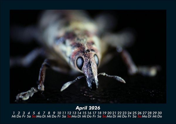 Produktbild: K&auml;fer 2026 Fotokalender DIN A5