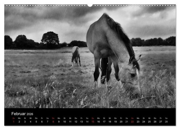 Produktbild: Pferde 2026 Wild Thing (Wandkalender 2026 DIN A2 quer), CALVENDO Monatskalender