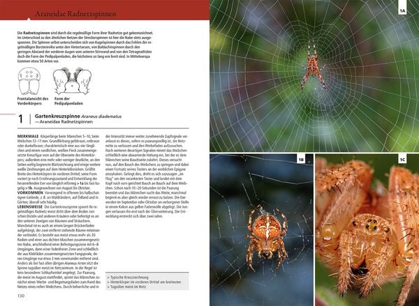 Produktbild: Der Kosmos Spinnenf&uuml;hrer