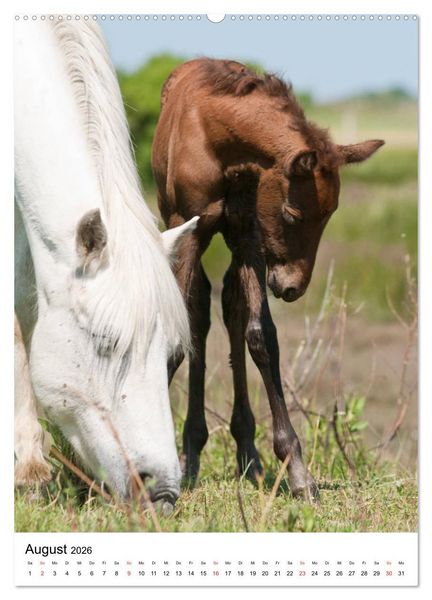 Produktbild: Camargue Pferde - wei&szlig;e M&auml;hnen (hochwertiger Premium Wandkalender 2026 DIN A2 hoch), Kunstdruck in Hochglanz