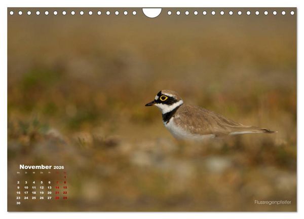 Produktbild: Wattv&ouml;gel an der Friesischen IJsselmeerk&uuml;ste (Wandkalender 2026 DIN A4 quer), CALVENDO Monatskalender