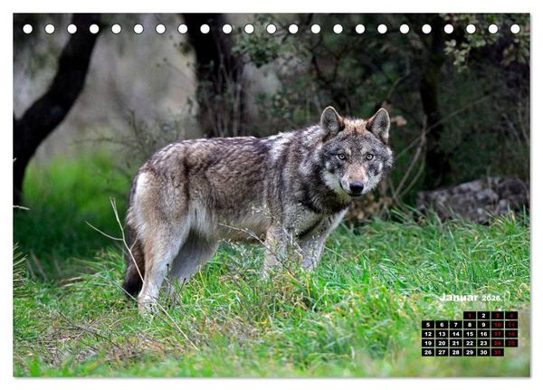 Produktbild: Willkommen Wolf (Tischkalender 2026 DIN A5 quer), CALVENDO Monatskalender