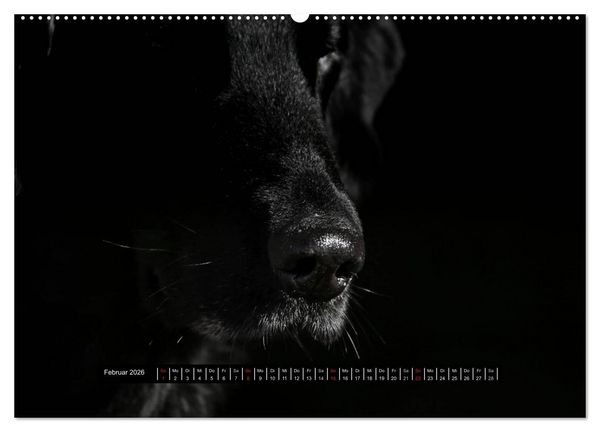 Produktbild: Flatcoated Retriever Black Edition (hochwertiger Premium Wandkalender 2026 DIN A2 quer), Kunstdruck in Hochglanz