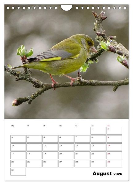 Produktbild: Amsel, Drossel, Fink und Star - beobachtet (Wandkalender 2026 DIN A4 hoch), CALVENDO Monatskalender