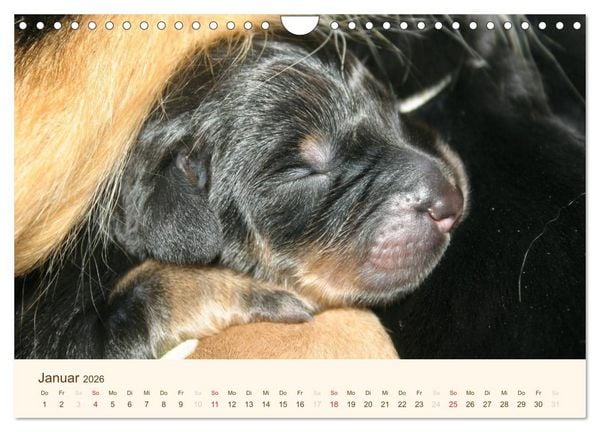 Produktbild: Hovawarte - einmal anders (Wandkalender 2026 DIN A4 quer), CALVENDO Monatskalender