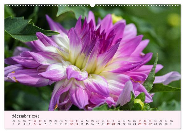 Produktbild: Les Dahlias en pleine floraison (Calendrier mural 2026 DIN A2 vertical), CALVENDO calendrier mensuel