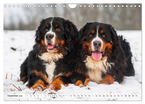 Produktbild: Ein Herz auf 4 Pfoten - Berner Sennenhund (Wandkalender 2026 DIN A4 quer), CALVENDO Monatskalender