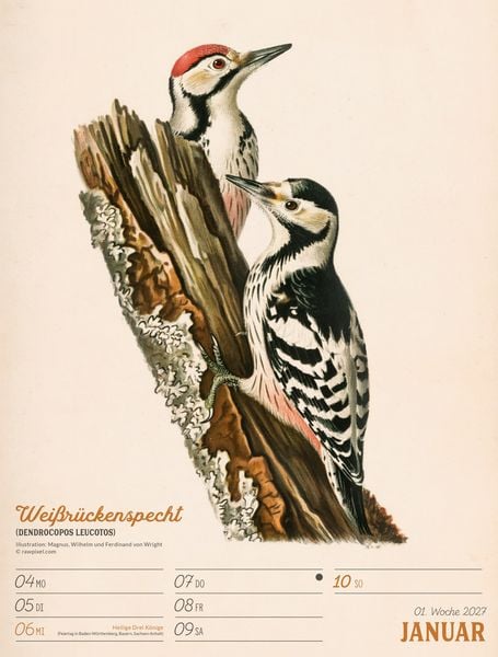Produktbild: Wunderbare Vogelwelt Wochenplaner Kalender 2027