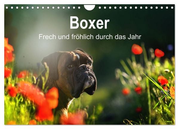 Produktbild: Boxer Frech und fr&ouml;hlich durch das Jahr (Wandkalender 2026 DIN A4 quer), CALVENDO Monatskalender
