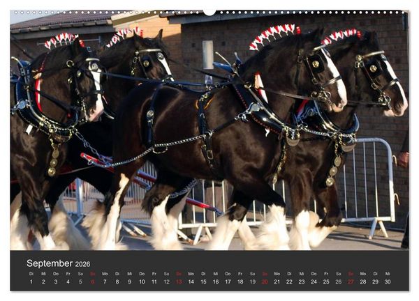 Produktbild: Shire Horse &bull; Prunkvolle Giganten (hochwertiger Premium Wandkalender 2026 DIN A2 quer), Kunstdruck in Hochglanz