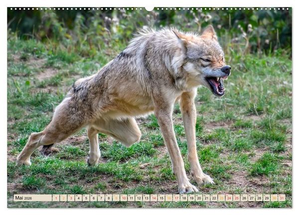 Produktbild: Wolf - Imposanter J&auml;ger (hochwertiger Premium Wandkalender 2026 DIN A2 quer), Kunstdruck in Hochglanz