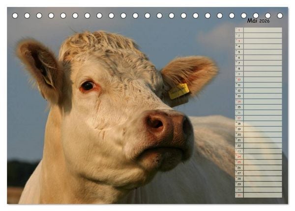 Produktbild: Gl&uuml;ckliche K&uuml;he (Tischkalender 2026 DIN A5 quer), CALVENDO Monatskalender