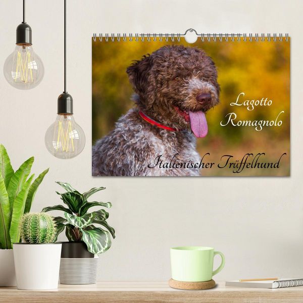 Produktbild: Lagotto Romagnolo - Italienischer Tr&uuml;ffelhund (Wandkalender 2026 DIN A4 quer), CALVENDO Monatskalender