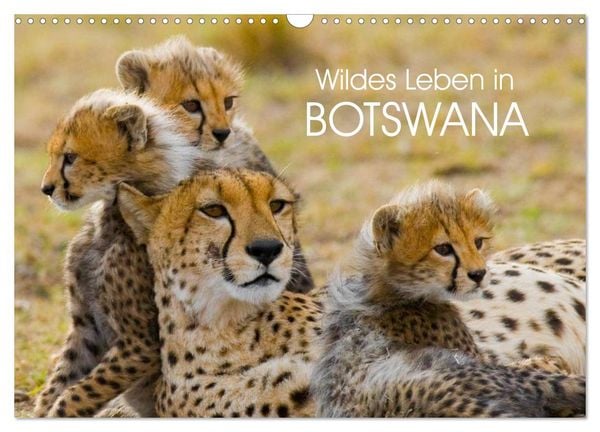 Wildes Leben in Botswana (Wandkalender 2026 DIN A3 quer), CALVENDO Monatskalender