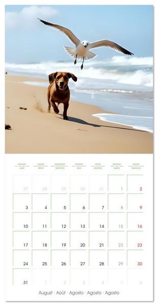 Produktbild: Dachshunds - lovely little dogs (Wall Calendar 2026 12 &times; 12 Inch) CALVENDO 12 Month Wall Calendar