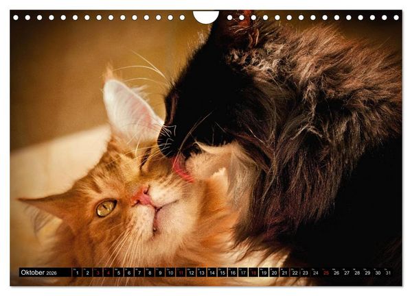 Produktbild: KATZEN Beautys (Wandkalender 2026 DIN A4 quer), CALVENDO Monatskalender