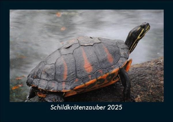 Produktbild: Schildkr&ouml;tenzauber 2025 Fotokalender DIN A5