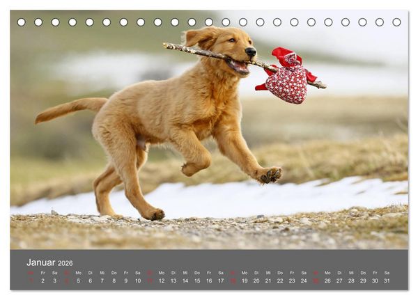 Produktbild: Chesley Kleiner Hund grosse Abenteuer (Tischkalender 2026 DIN A5 quer), CALVENDO Monatskalender