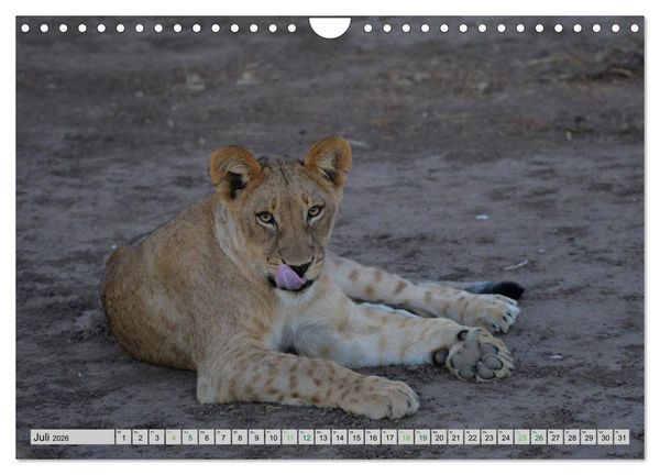 Produktbild: L&ouml;wen. Die K&ouml;nige Afrikas (Wandkalender 2026 DIN A4 quer), CALVENDO Monatskalender