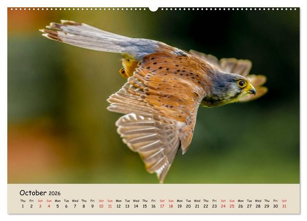 Produktbild: British Birds of Prey (High Quality Premium Wall Calendar 2026 DIN A2 landscape),CALVENDO 12 Month Wall Calendar