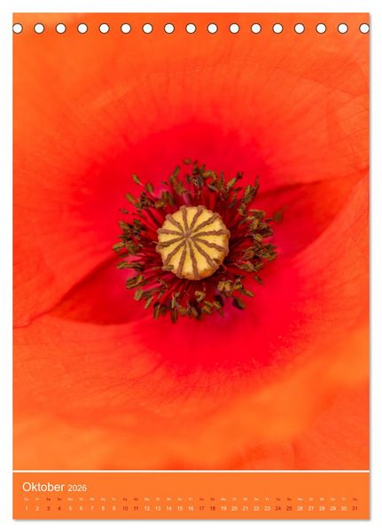 Produktbild: Mohnblumen - kraftvoll und zart (Tischkalender 2026 DIN A5 hoch), CALVENDO Monatskalender