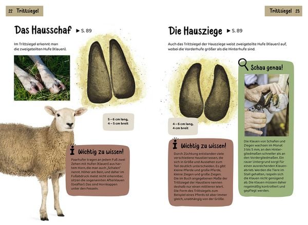 Produktbild: Welche Tierspur ist das? Kindernaturf&uuml;hrer