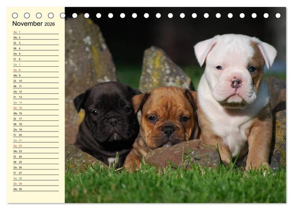 Produktbild: Bulldoggen-Moppelchen (Tischkalender 2026 DIN A5 quer), CALVENDO Monatskalender