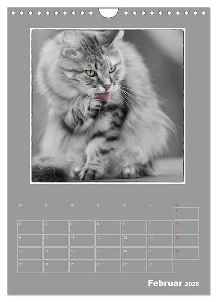 Produktbild: Katzen Blues / Planer (Wandkalender 2026 DIN A4 hoch), CALVENDO Monatskalender