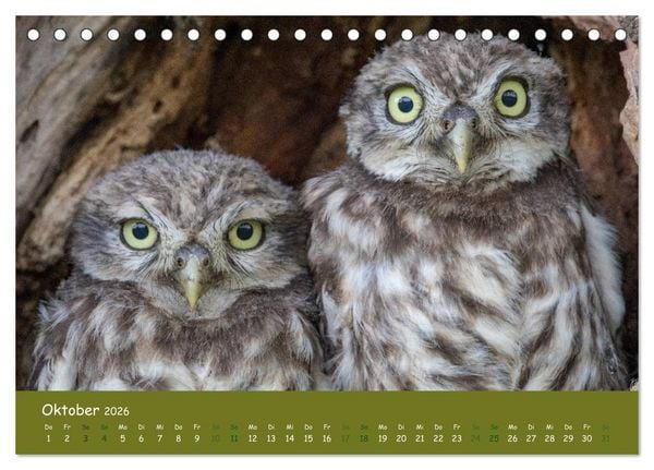 Produktbild: Steink&auml;uze (Athene noctua) (Tischkalender 2026 DIN A5 quer), CALVENDO Monatskalender