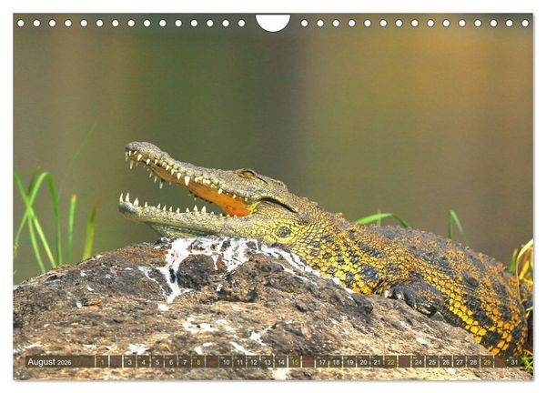 Produktbild: Krokodile in der Wildnis (Wandkalender 2026 DIN A4 quer), CALVENDO Monatskalender