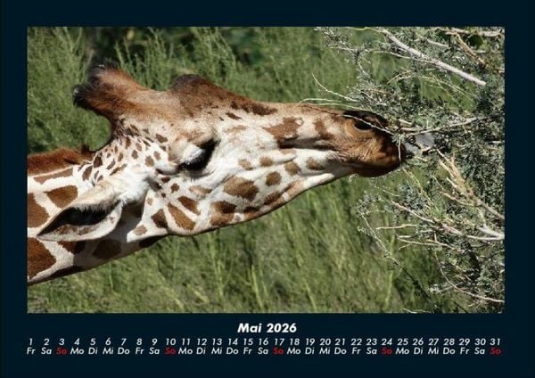 Produktbild: Giraffen 2026 Fotokalender DIN A4