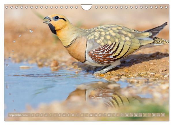Produktbild: Auf Entdeckertour in Israel (Wandkalender 2026 DIN A4 quer), CALVENDO Monatskalender