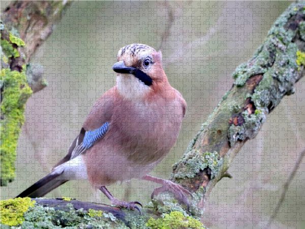Produktbild: CALVENDO Puzzle V&ouml;gel aus Wald und Garten - Der Eichelh&auml;her 1000 Teile Lege-Gr&ouml;&szlig;e 64 x 48 cm Foto-Puzzle Bild von Arno Klatt