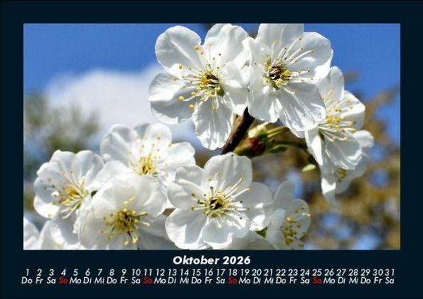 Produktbild: Blumentraum 2026 Fotokalender DIN A5