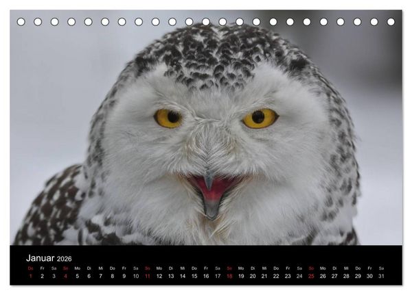 Produktbild: Raubv&ouml;gel zum Greifen nahe (Tischkalender 2026 DIN A5 quer), CALVENDO Monatskalender