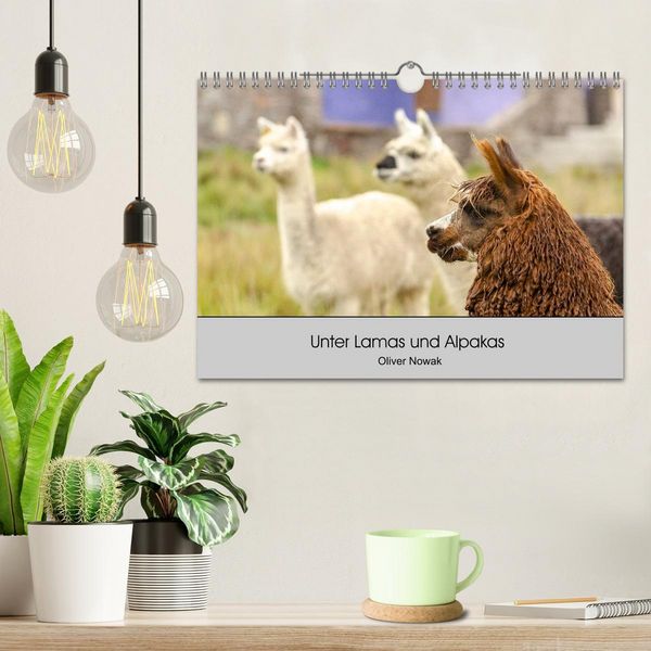 Produktbild: Unter Lamas und Alpakas (Wandkalender 2026 DIN A4 quer), CALVENDO Monatskalender