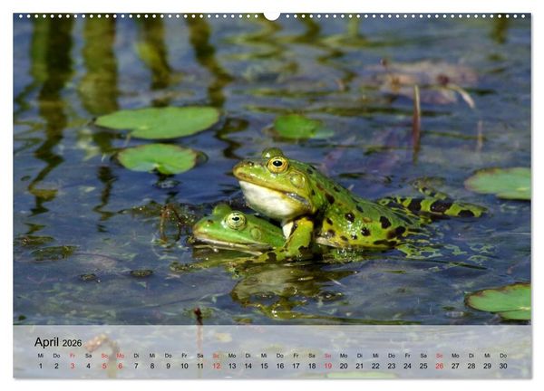 Produktbild: Frosch m&uuml;sste man sein! (Wandkalender 2026 DIN A2 quer), CALVENDO Monatskalender