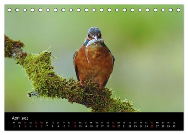 Produktbild: Der Eisvogel...fliegendes Juwel (Tischkalender 2026 DIN A5 quer), CALVENDO Monatskalender
