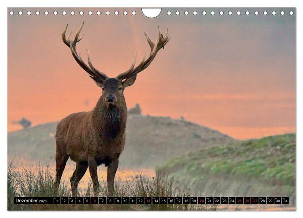 Produktbild: Wildes Deutschland (Wandkalender 2026 DIN A4 quer), CALVENDO Monatskalender
