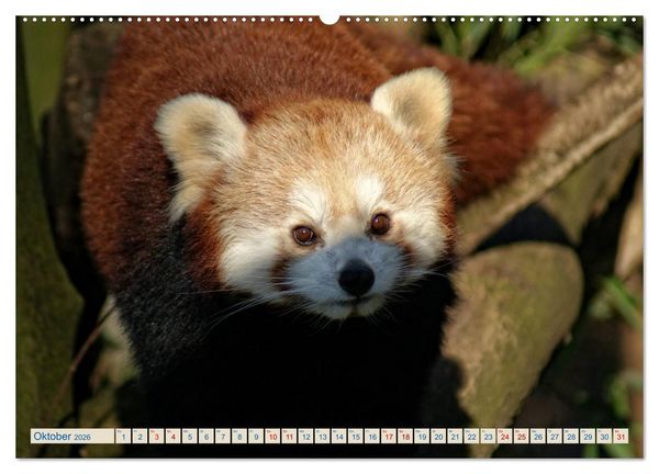 Produktbild: Kleiner Panda auf Entdeckungstour (Wandkalender 2026 DIN A2 quer), CALVENDO Monatskalender