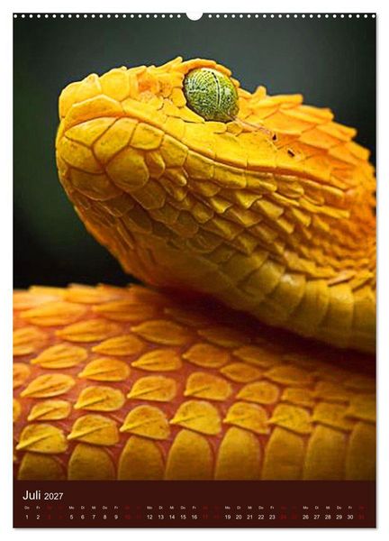 Produktbild: The Power Of Snake (Wandkalender 2027 DIN A2 hoch), CALVENDO Monatskalender