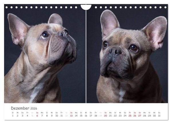 Produktbild: charakterstarke Hunde, wundersch&ouml;ne Hundeportraits (Wandkalender 2026 DIN A4 quer), CALVENDO Monatskalender