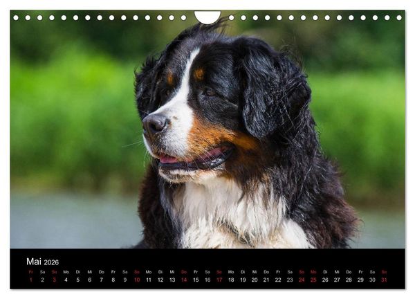 Produktbild: Treuer Freund Berner Sennenhund (Wandkalender 2026 DIN A4 quer), CALVENDO Monatskalender