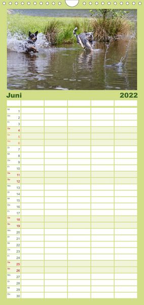 Produktbild: Spaziergang am See Australian Cattle Dogs - Familienplaner hoch (Wandkalender 2022 , 21 cm x 45 cm, hoch)