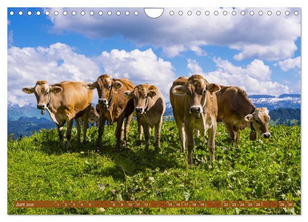 Produktbild: Allg&auml;uer Sch&ouml;nheiten Allg&auml;u - Land der K&uuml;he (Wandkalender 2026 DIN A4 quer), CALVENDO Monatskalender