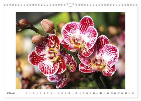 Produktbild: L'orchid&eacute;e Phalaenopsis (Calendrier mural 2026 DIN A3 vertical), CALVENDO calendrier mensuel