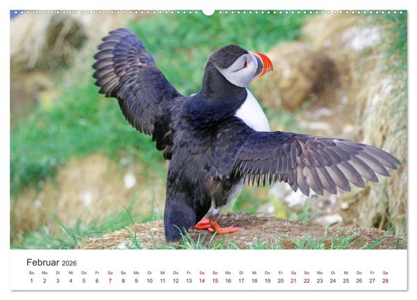 Produktbild: Papageitaucher - Clowns der nordischen Vogelwelt (hochwertiger Premium Wandkalender 2026 DIN A2 quer), Kunstdruck in Hochglanz