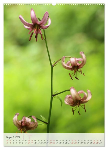 Produktbild: Florale Meisterwerke der Natur (hochwertiger Premium Wandkalender 2026 DIN A2 hoch), Kunstdruck in Hochglanz