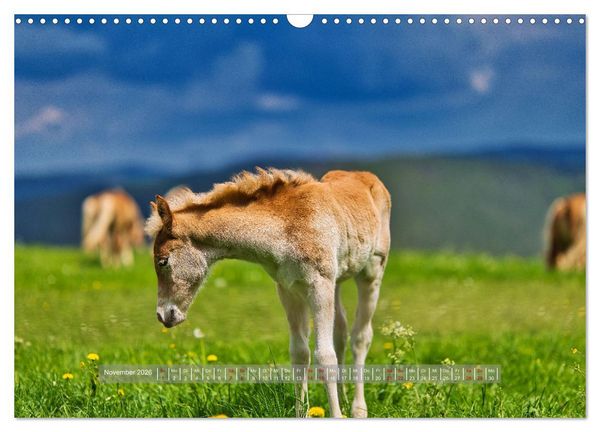 Produktbild: Haflinger Pferde in Th&uuml;ringen (Wandkalender 2026 DIN A3 quer), CALVENDO Monatskalender